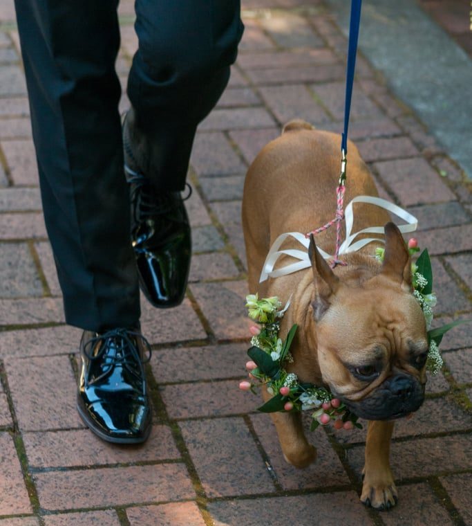 popsugar feature Dogs-Weddings by jen vazquez photography