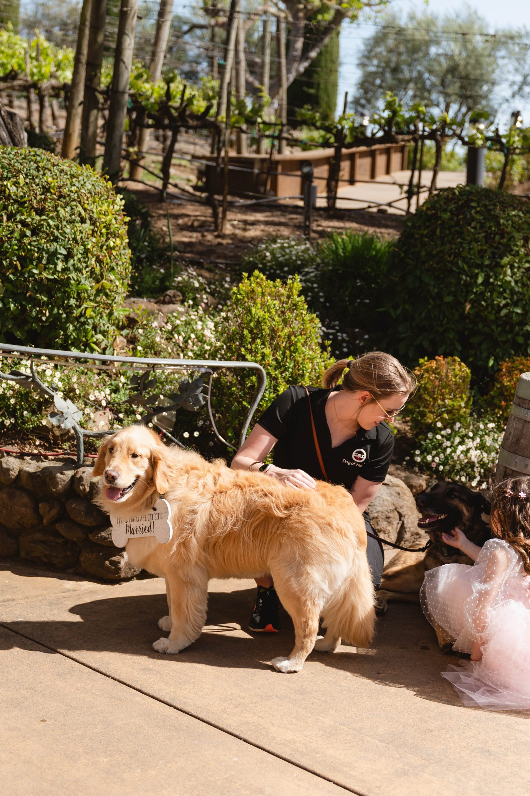 Dog of Honor- and baby sitters that did such a wonderful job caring for the dogs Soft Romantic + Minimalistic Wedding at Viansa Winery in Sonoma Jen Vazquez Photography